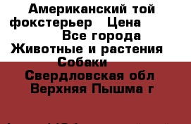 Американский той фокстерьер › Цена ­ 25 000 - Все города Животные и растения » Собаки   . Свердловская обл.,Верхняя Пышма г.